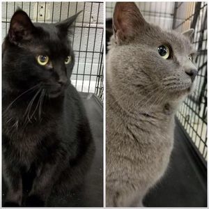 Meet your Posher, Peggy